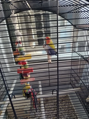 Papagali Agaponis+Colivie suport.  - imagine 3