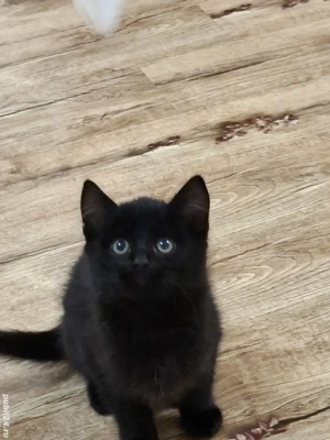 British Shorthair bleack - imagine 3