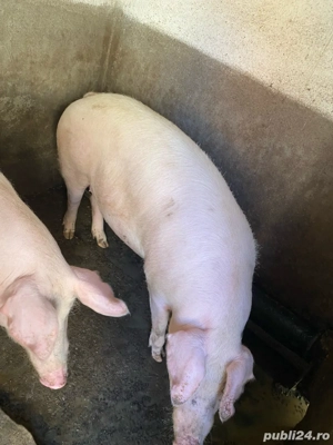 Porci grasi de clisa  - imagine 4