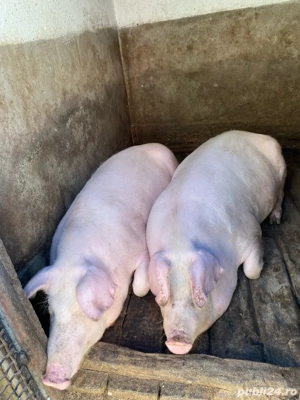 Porci grasi de clisa  - imagine 3