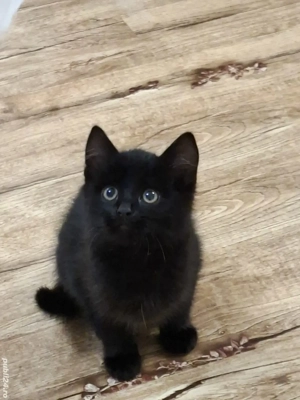 British Shorthair bleack - imagine 5