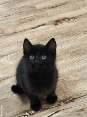 British Shorthair bleack - imagine 4