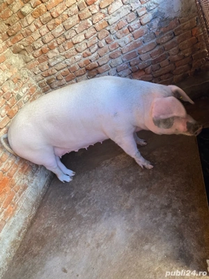 Porci grasi de clisa  - imagine 5