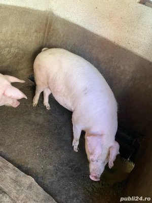 Porci de vânzare!!!!