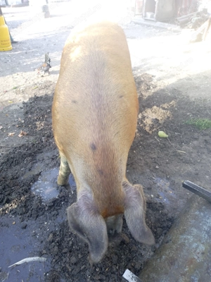 Porci de vânzare rasa de carne - imagine 6