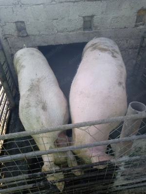 Porci de vânzare rasa de carne - imagine 7