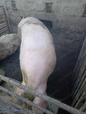 Porci de vânzare rasa de carne - imagine 9