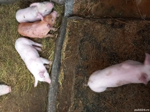 de vânzare porci de carne  - imagine 2