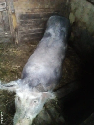 Purcele de casă - imagine 4