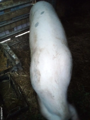 Purcele de casă - imagine 2