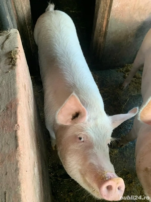 Porci de vanzare - imagine 3