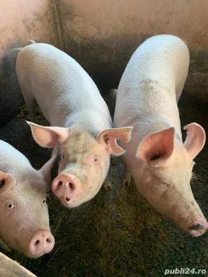 Porci de vanzare - imagine 2