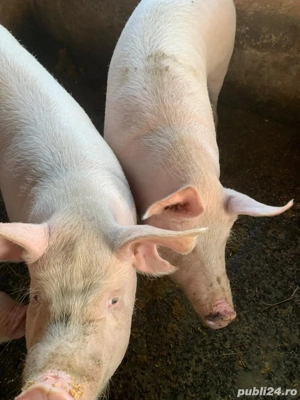 Porci de vanzare - imagine 4