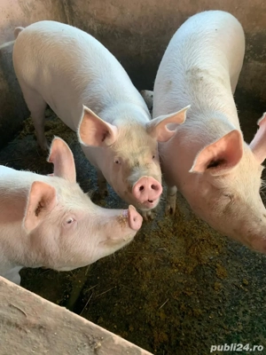 Porci de vanzare