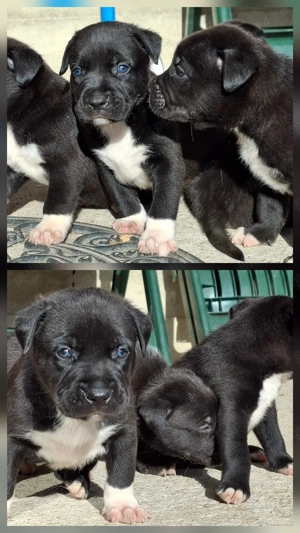 Pui metis amstaff cu ciobanesc - imagine 2