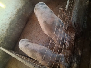 Porci și purcei ..... - imagine 5