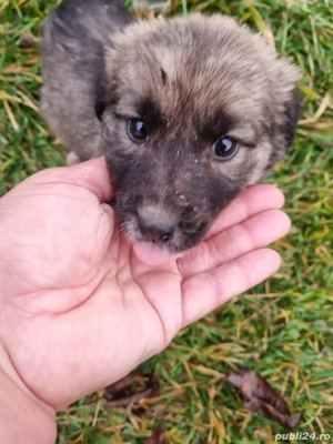 Gratuit - pui câine metiș Caucazian 