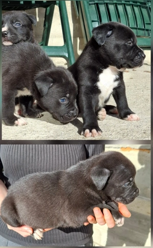 Pui metis amstaff cu ciobanesc - imagine 3