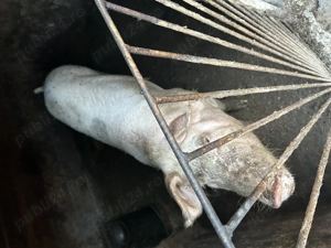 Vând  porc pentru Crăciun 