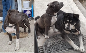 Pui metis amstaff cu ciobanesc - imagine 5