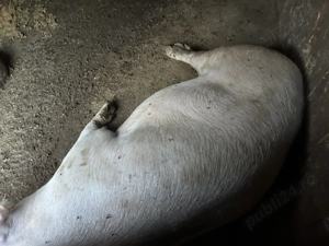 Se arvunesc 2 porci pentru Crăciun 