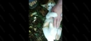 ofer spre adopție pui de pisica Buzău 