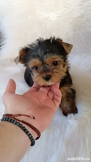 Yorkshire Terrier băiat de vânzare 