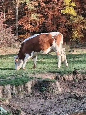 Vacă Bălțată Românească - o fătare, tânăra, sănătoasă, județ Argeș
