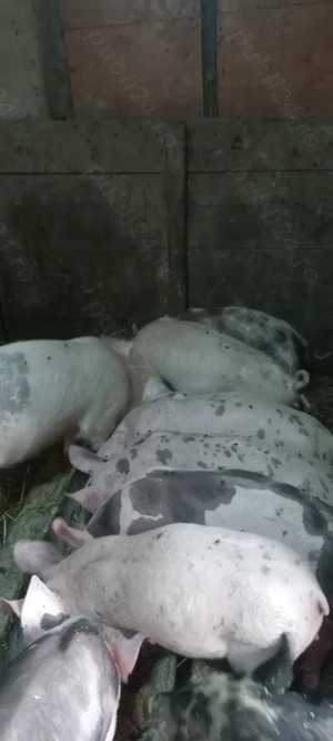 Vând Purcei Castrați și Deparazitați rasa Pietrain Turnu Magurele Preț 650 Lei