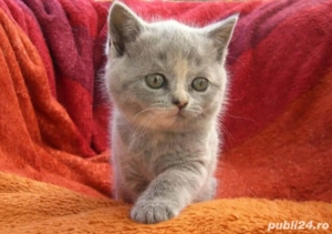 British Shorthair 