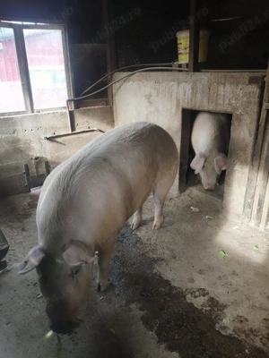 Vand porc  - imagine 2