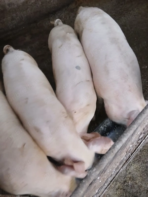 Porci de vanzare 