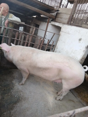 Porci de vanzare  - imagine 3