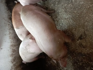 Vând porci de carne  - imagine 2