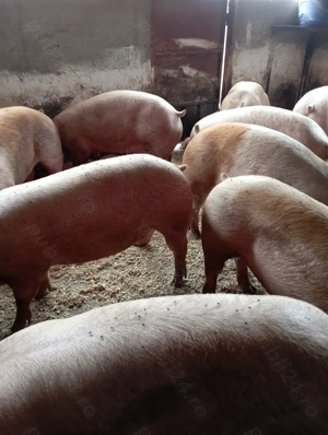 Vând porci de carne 