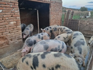 Disponibili porci de carne 17 lei kg  - imagine 4