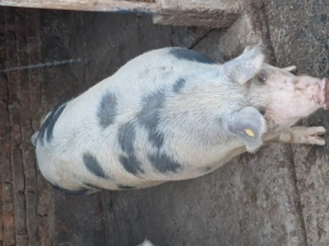 Disponibili porci de carne 17 lei kg  - imagine 3