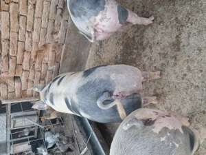 Disponibili porci de carne 17 lei kg  - imagine 5