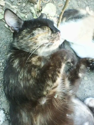 ofer spre adopție pisica fata  - imagine 5