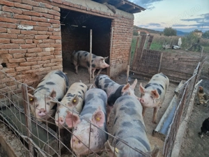 Disponibili porci de carne 17 lei kg  - imagine 2