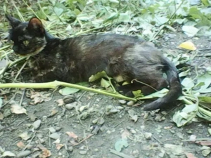 ofer spre adopție pisica fata  - imagine 4