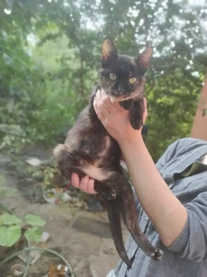 ofer spre adopție pisica fata  - imagine 2