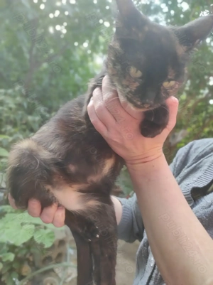 ofer spre adopție pisica fata  - imagine 3