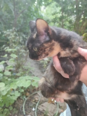 ofer spre adopție pisica fata 