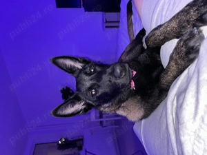 Vand Malinois talie mare  - imagine 2