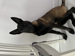 Vand Malinois talie mare  - imagine 3