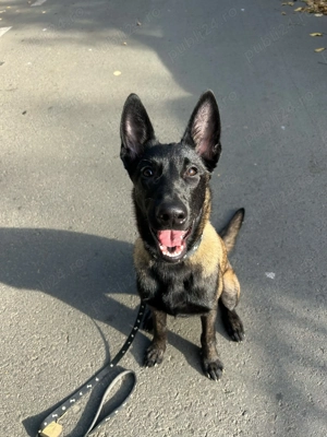 Vand Malinois talie mare  - imagine 4