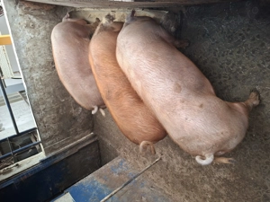 Porci de carne Duroc 