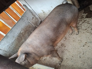 Porci de carne Duroc - imagine 6