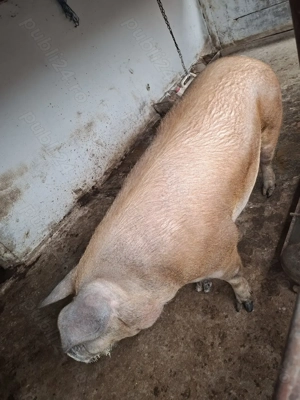 Porci de carne Duroc - imagine 5